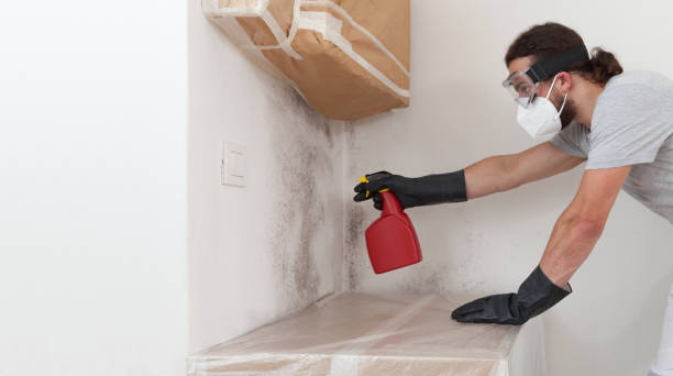 Professional Basement Mold Remediation technician working in Lodi, NJ